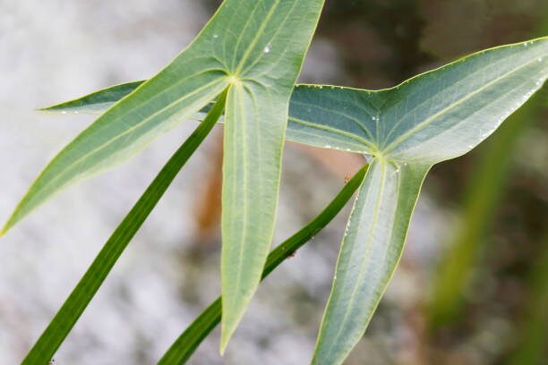 Arrowheads Point Forward: The Flower Language and Feng Shui Story Behind Syngonium