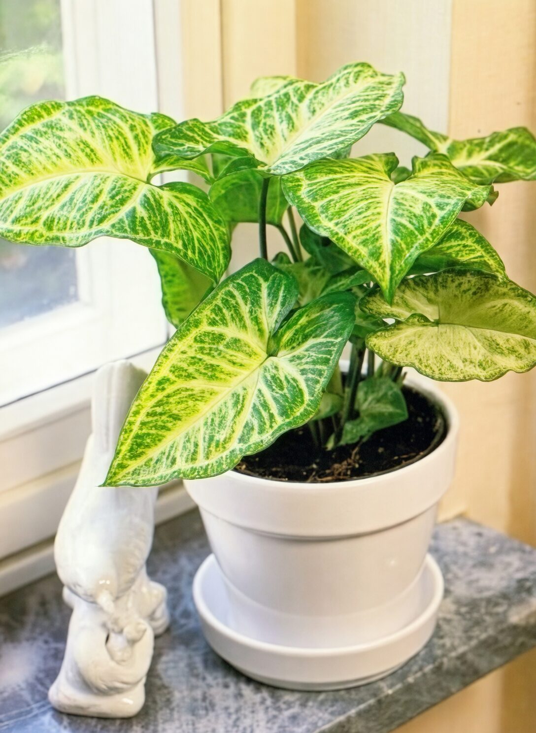 syngonium hanging basket window