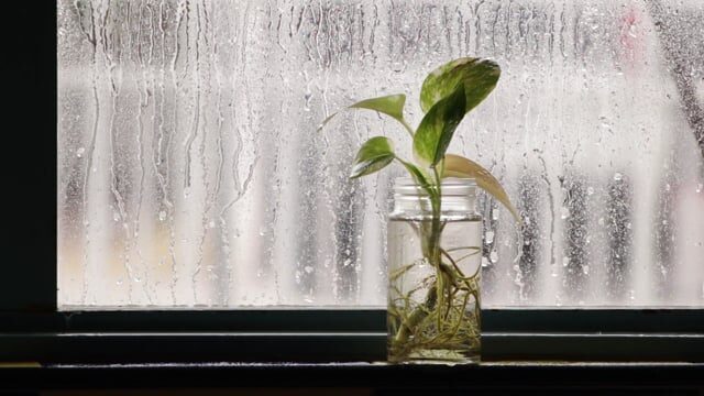 syngonium water propagation glass vase