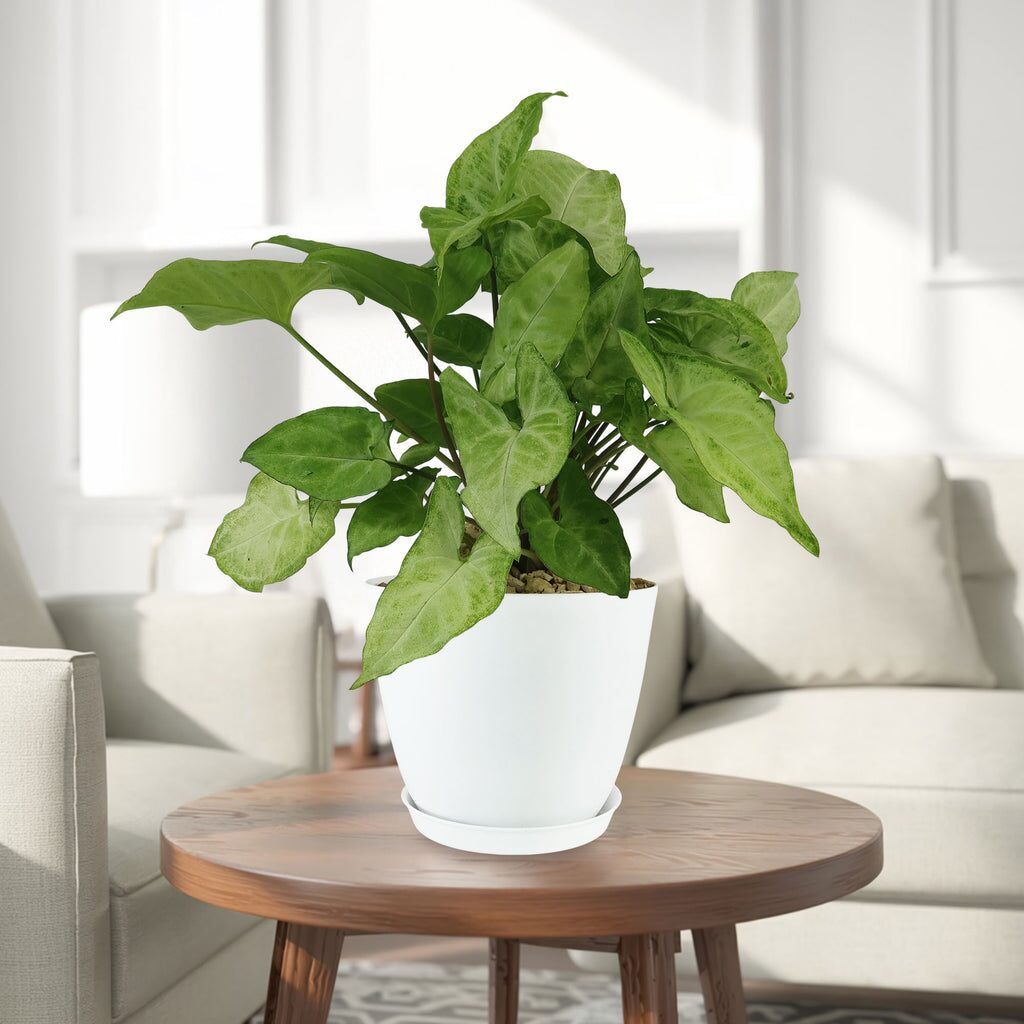 Trail, Climb, or Stay Cute and Bushy? Style Your Arrowhead Vine for Any Room