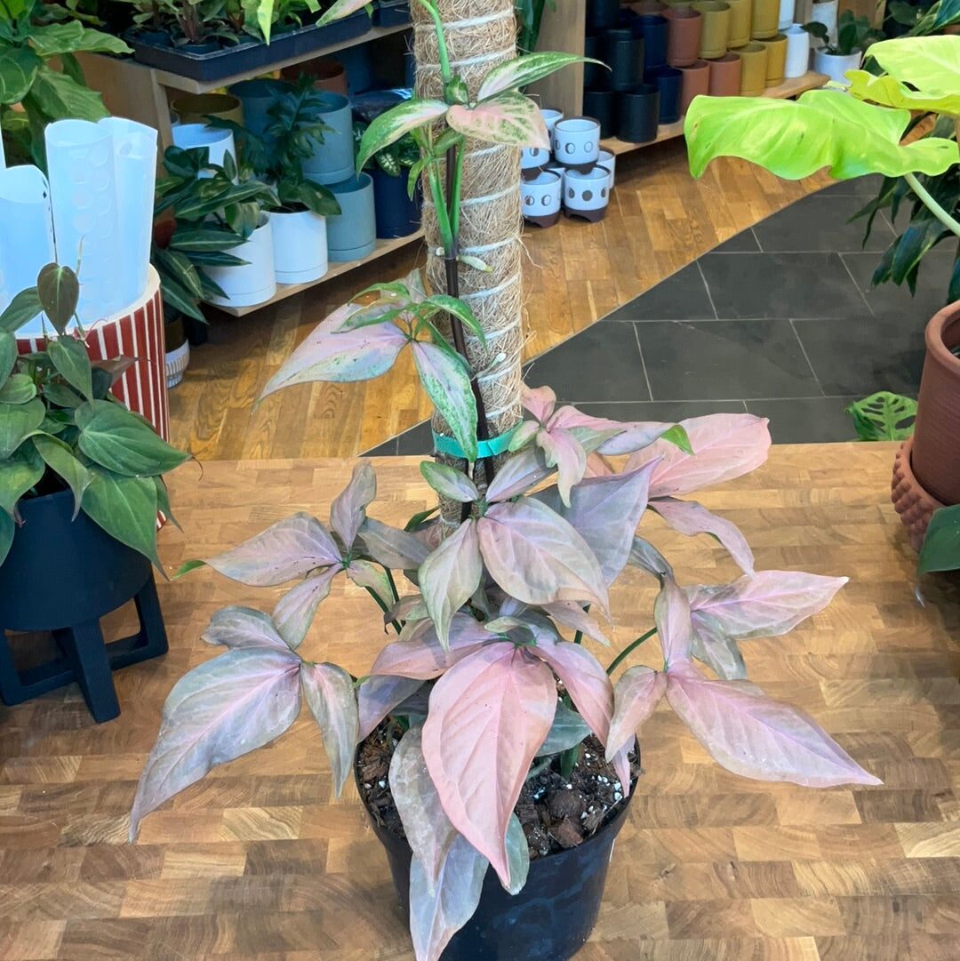 syngonium moss pole beside mirror