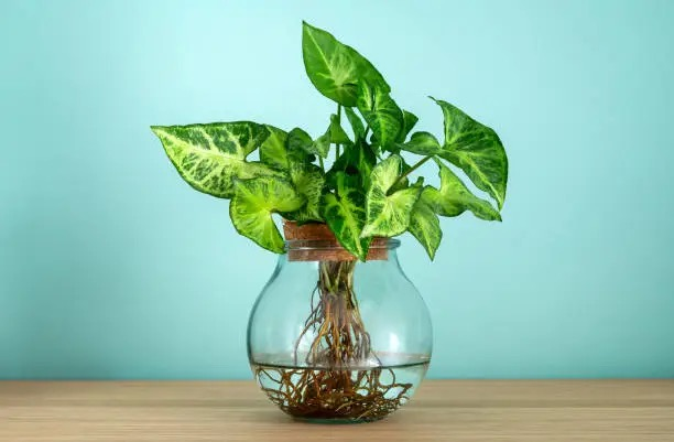 syngonium compact tabletop plant