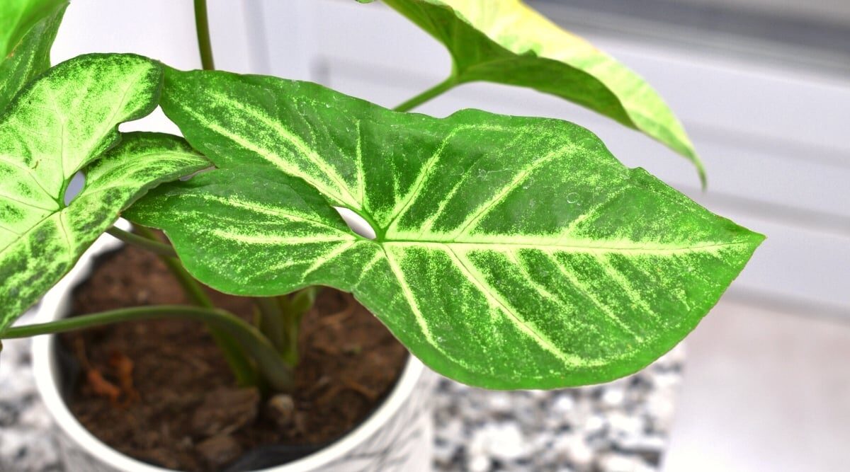 Rooted in 10 Days: A No-Fail Syngonium Propagation Masterclass