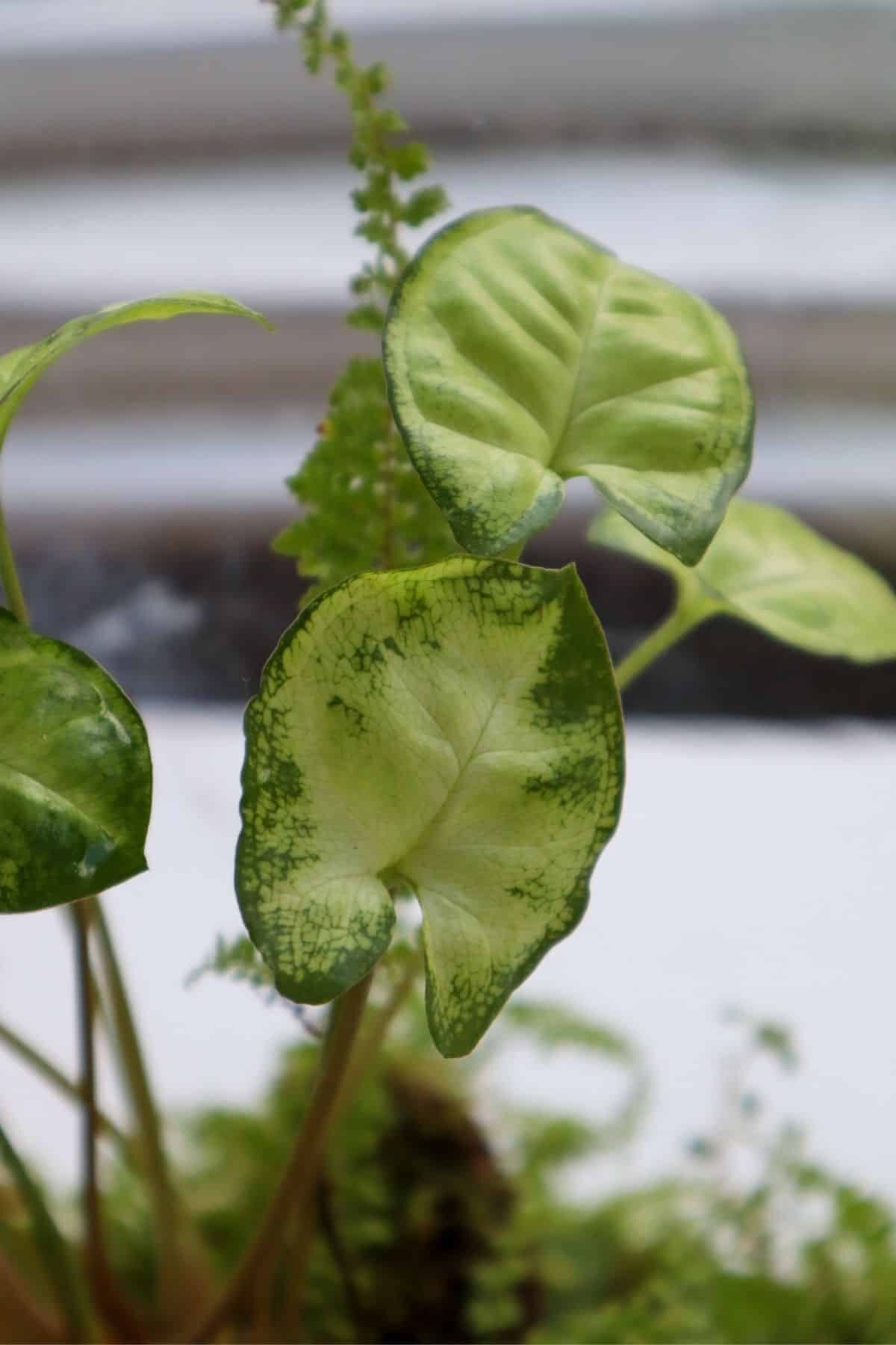 syngonium node aerial root close-up