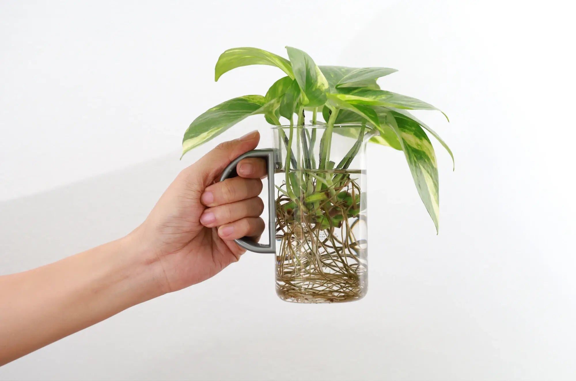 syngonium water propagation clear jar