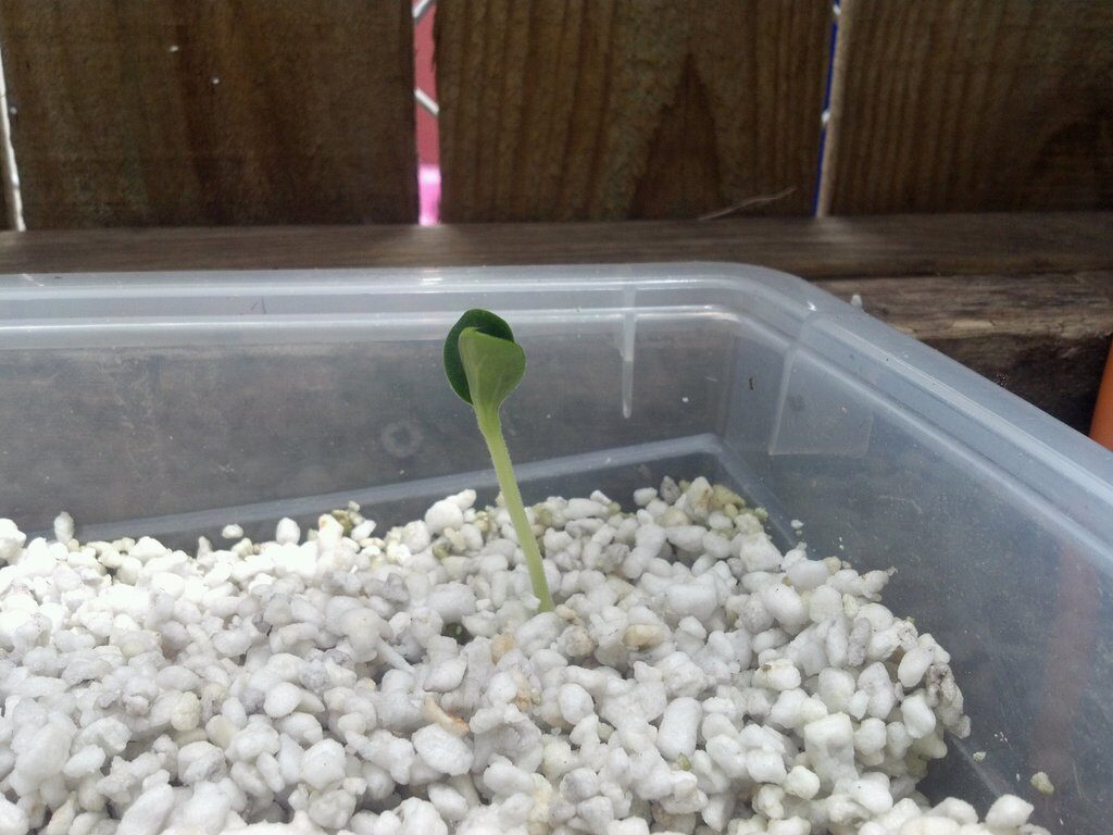 syngonium cuttings perlite wicking cup