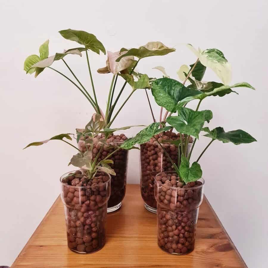 syngonium leca pot reservoir