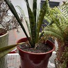 syngonium roots rinsing under faucet