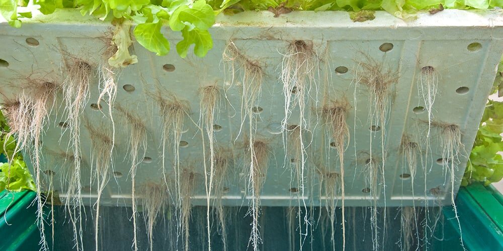 syngonium hydroponic fertilizer dosing