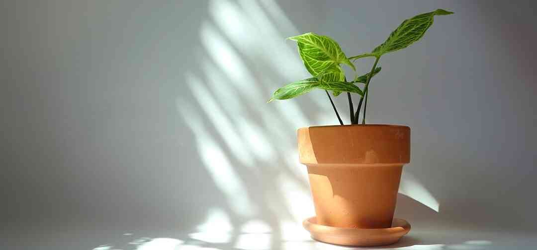 Small Jungle, Big Impact: Terrarium and Bathroom Spa Ideas with Syngonium