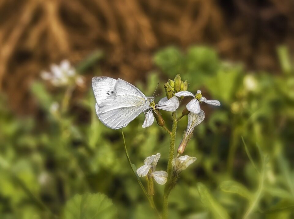 syngonium pixie and white butterfly
