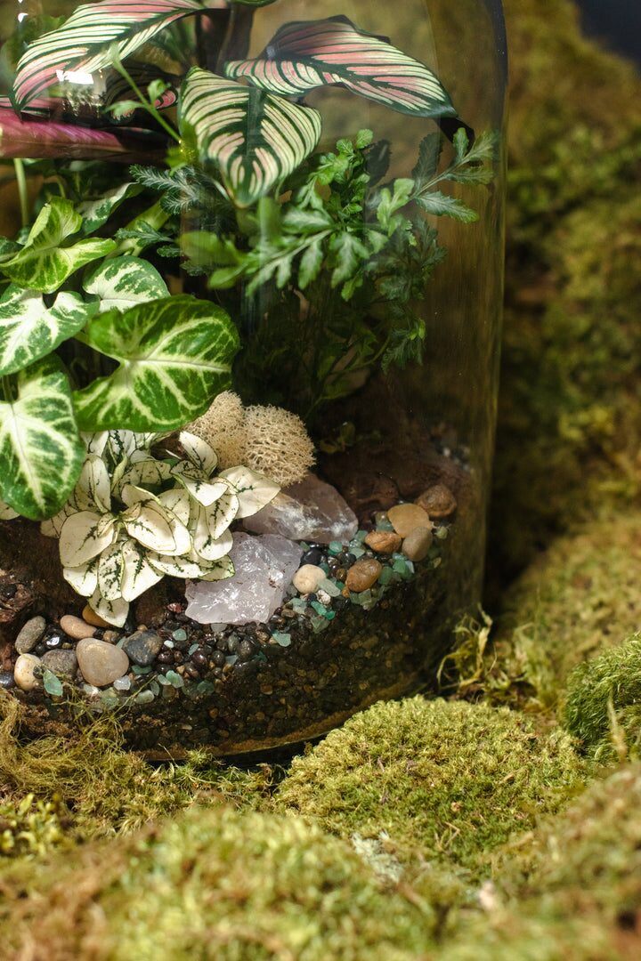 syngonium terrarium tabletop arrangement