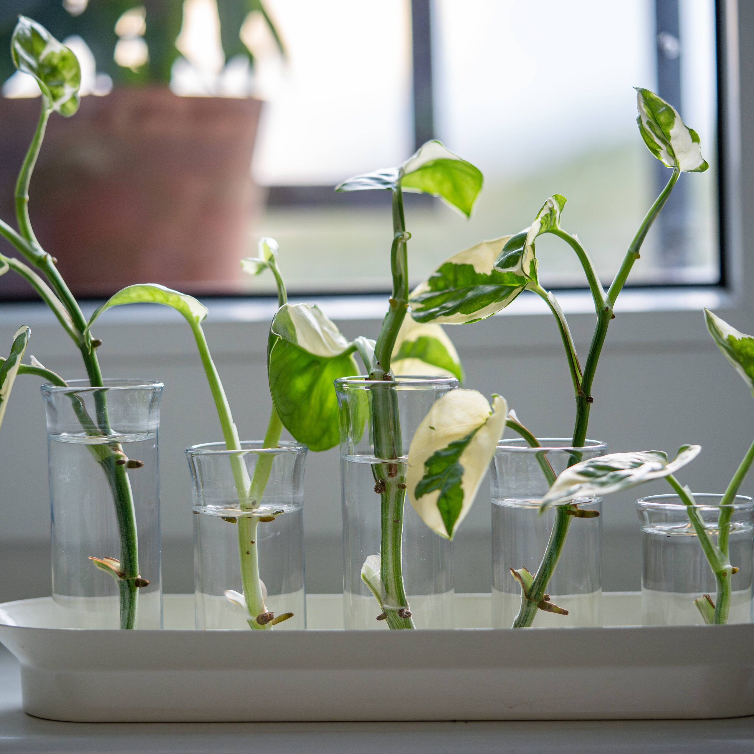 syngonium stem cuttings in water