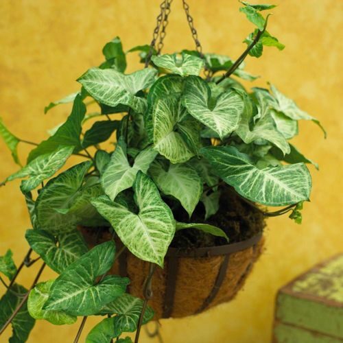 arrowhead vine hanging basket window light