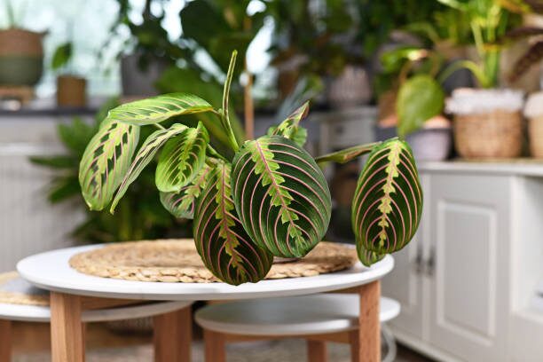 arrowhead vine with peperomia calathea