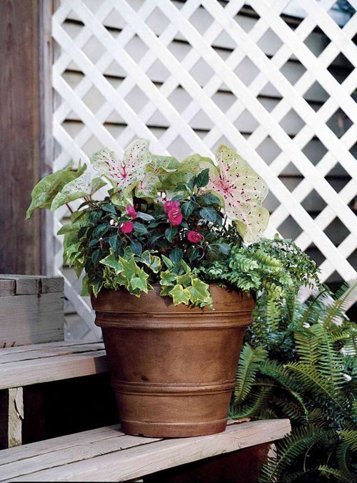 Tropical Patio Vibes in Frost-Free Zones: Grow Syngonium Outdoors Without Letting It Escape