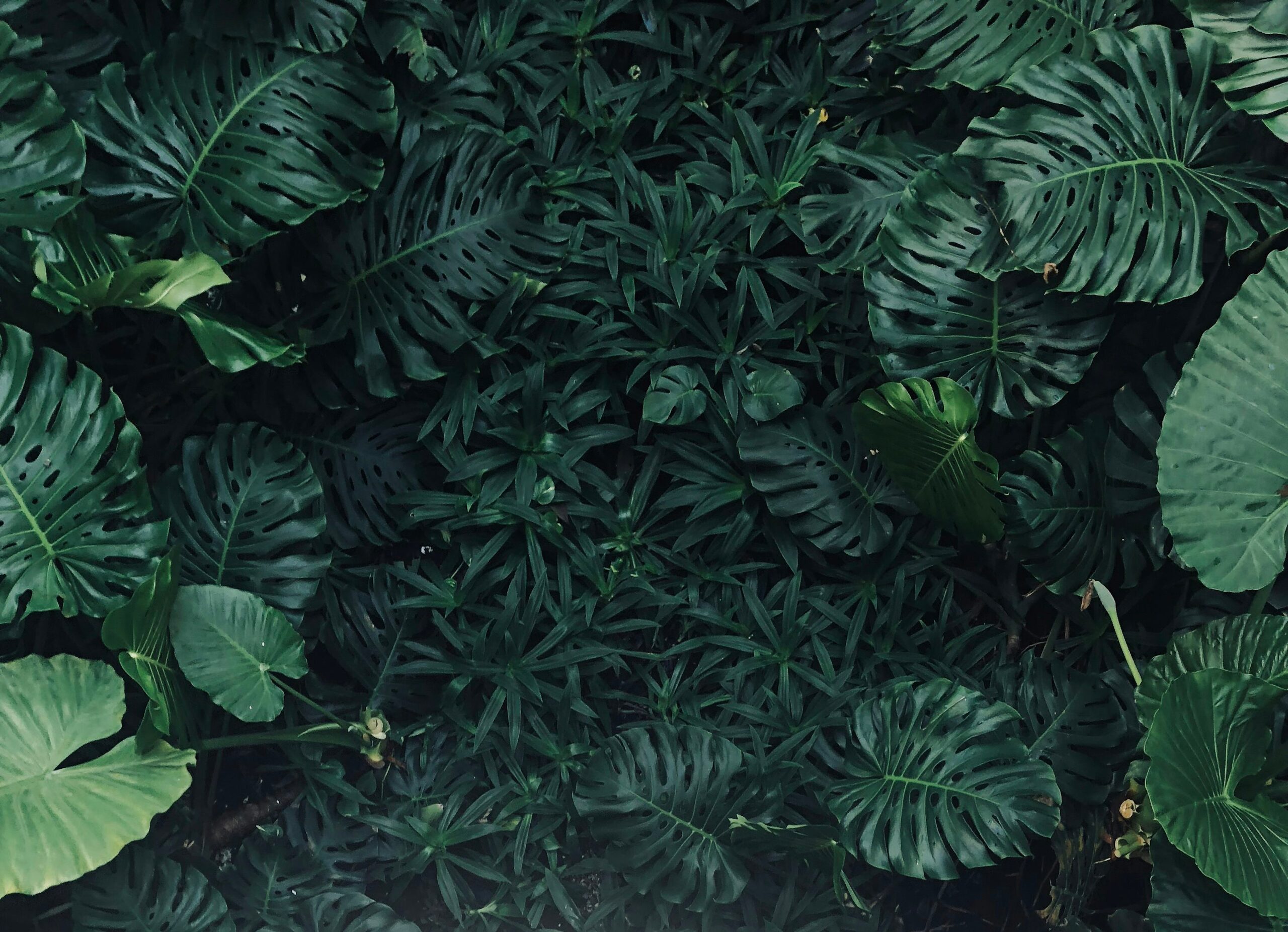 syngonium juvenile and mature leaves closeup