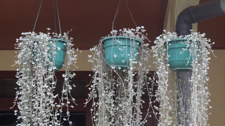 syngonium hanging basket covered patio
