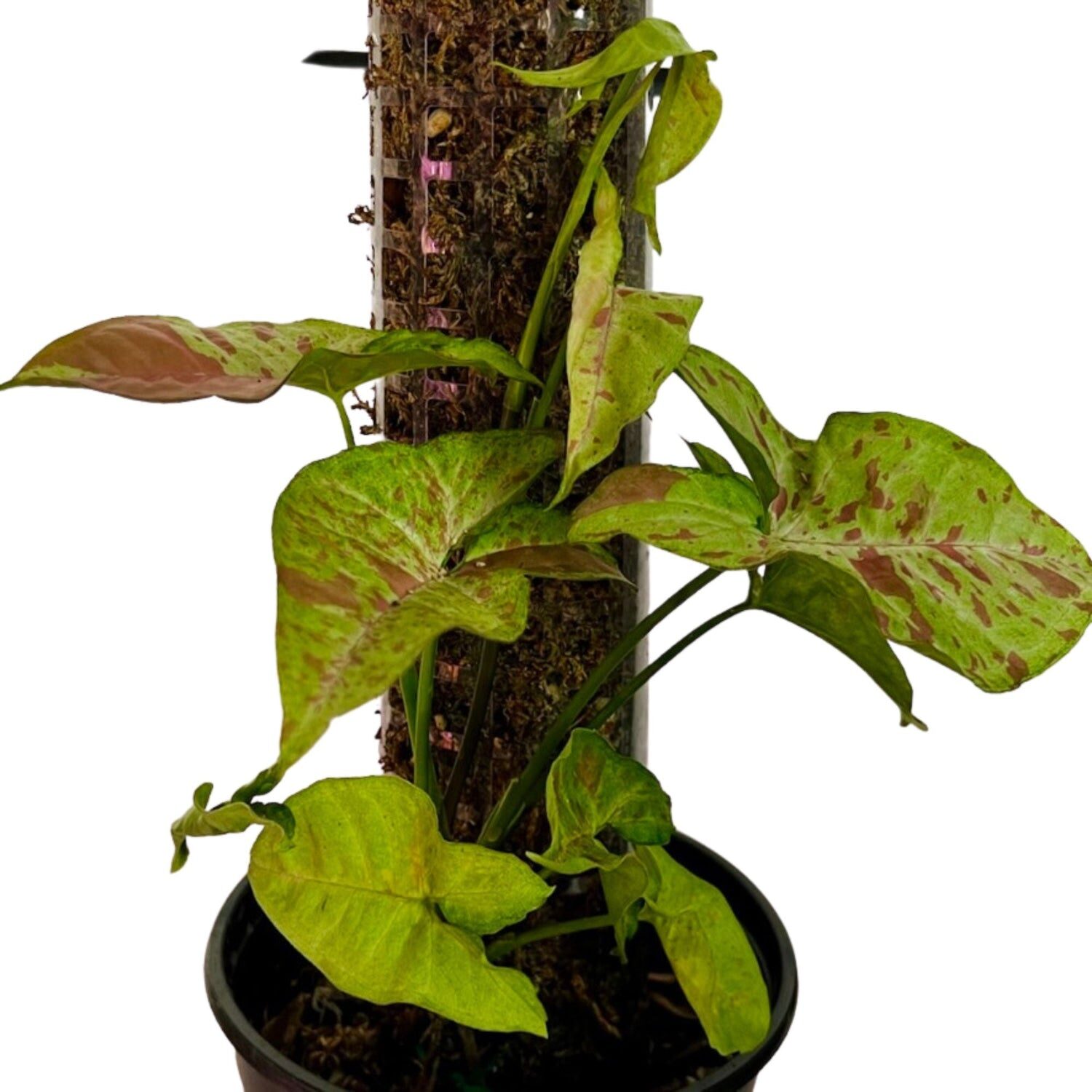 syngonium on moss pole pot
