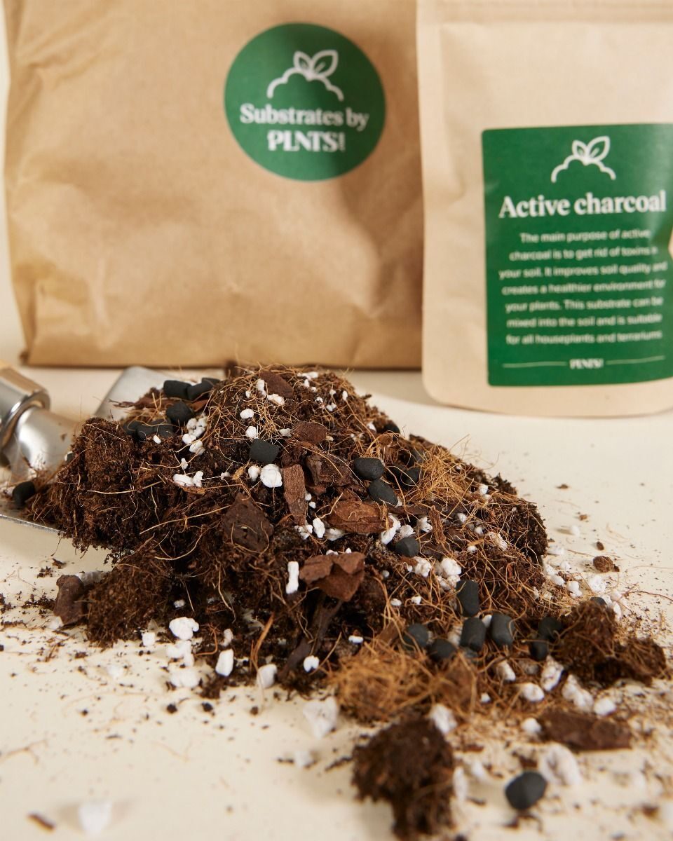 syngonium aroid potting mix closeup