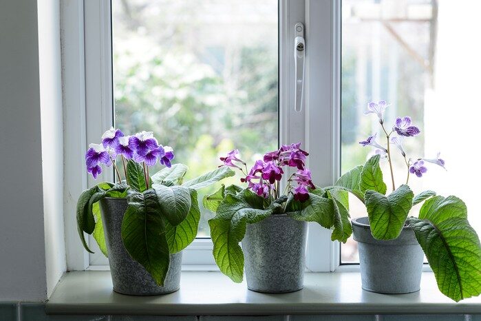 Cool-Room Superstar: The No-Soggy, Bright-Light Guide to Polyanthus Primrose