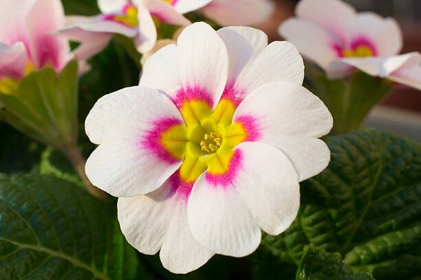 Mushy Crowns, Gray Mold, and Leggy Stems—Fix Your Polyanthus Fast!