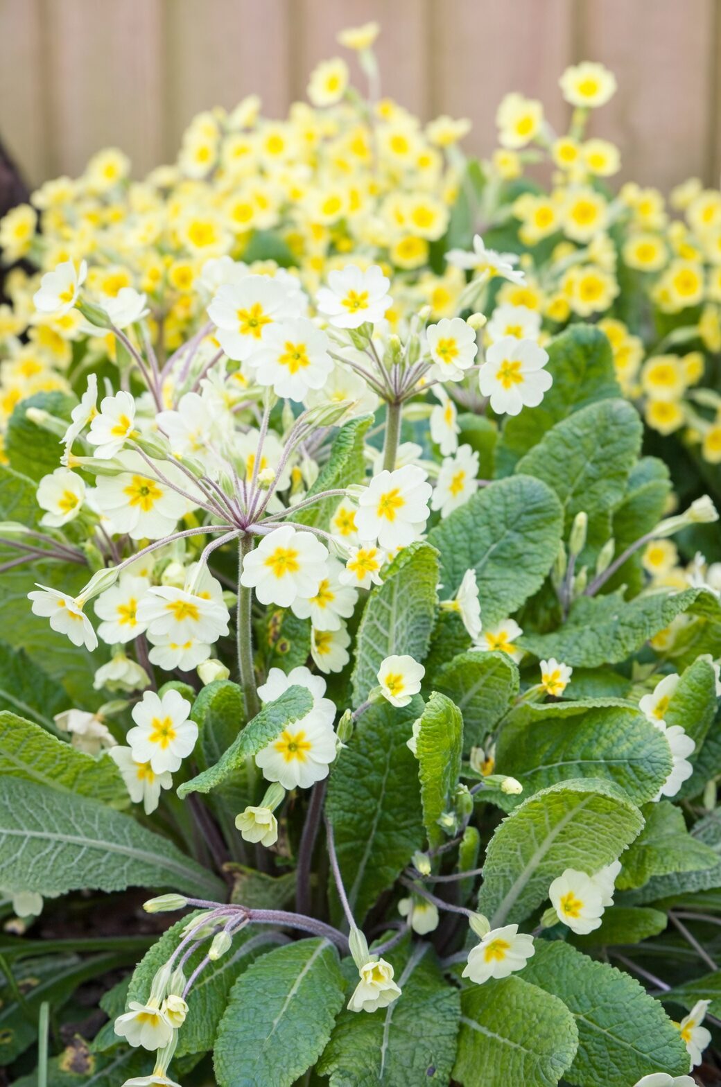 polyanthus primrose leaf spot close-up
