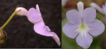 polyanthus primrose aphids flower stem