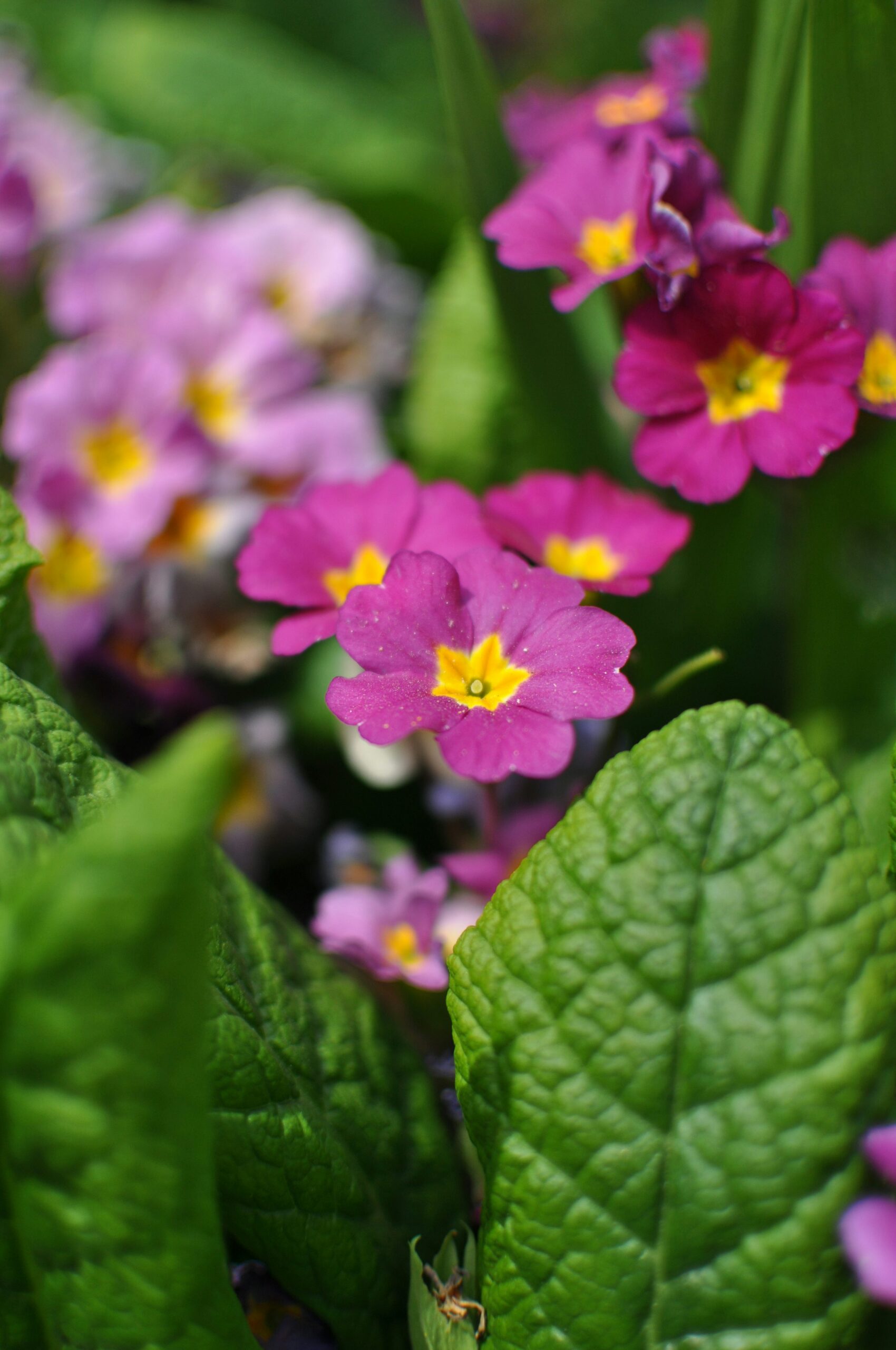 polyanthus primrose bicolor flower close-up