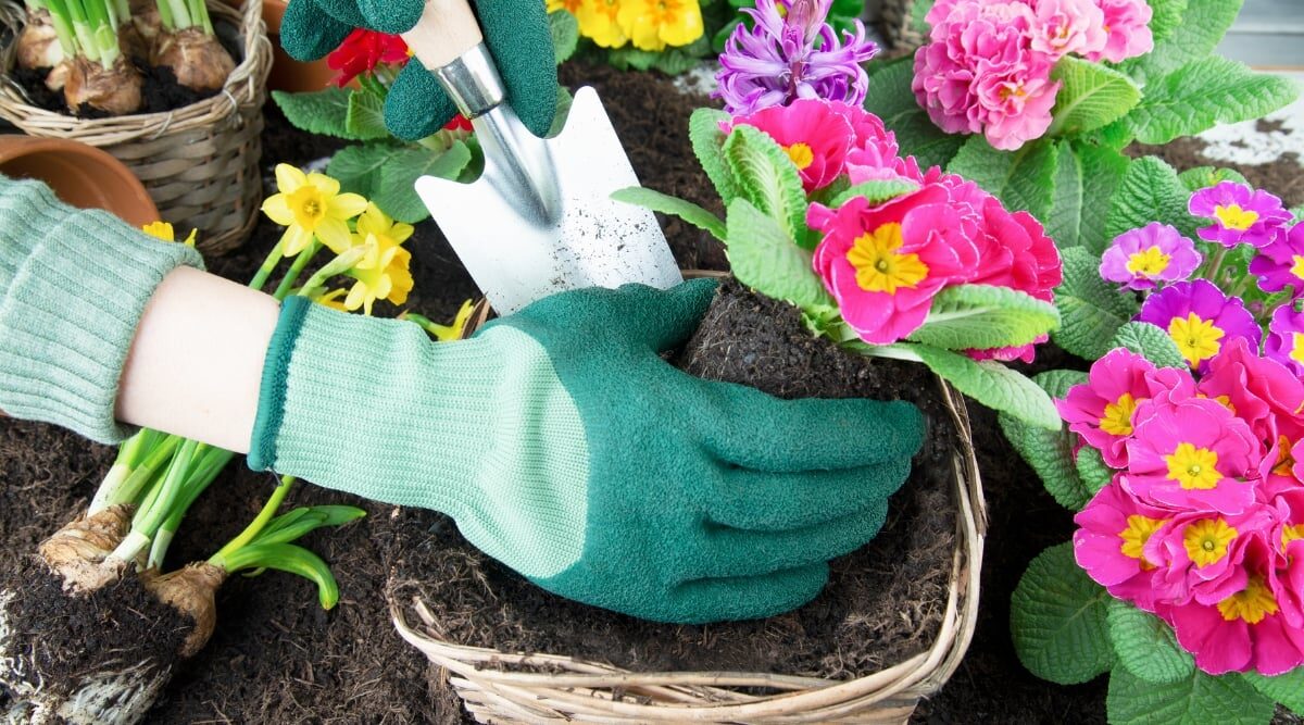 polyanthus primrose watering soil level