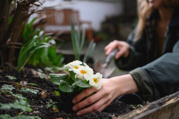 polyanthus primrose division roots hands