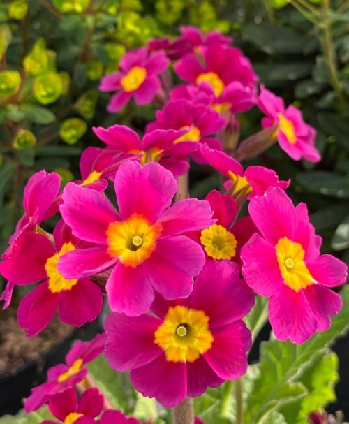 Bouquet on a Stem? 10 Delightfully Nerdy Facts About Polyanthus Primrose