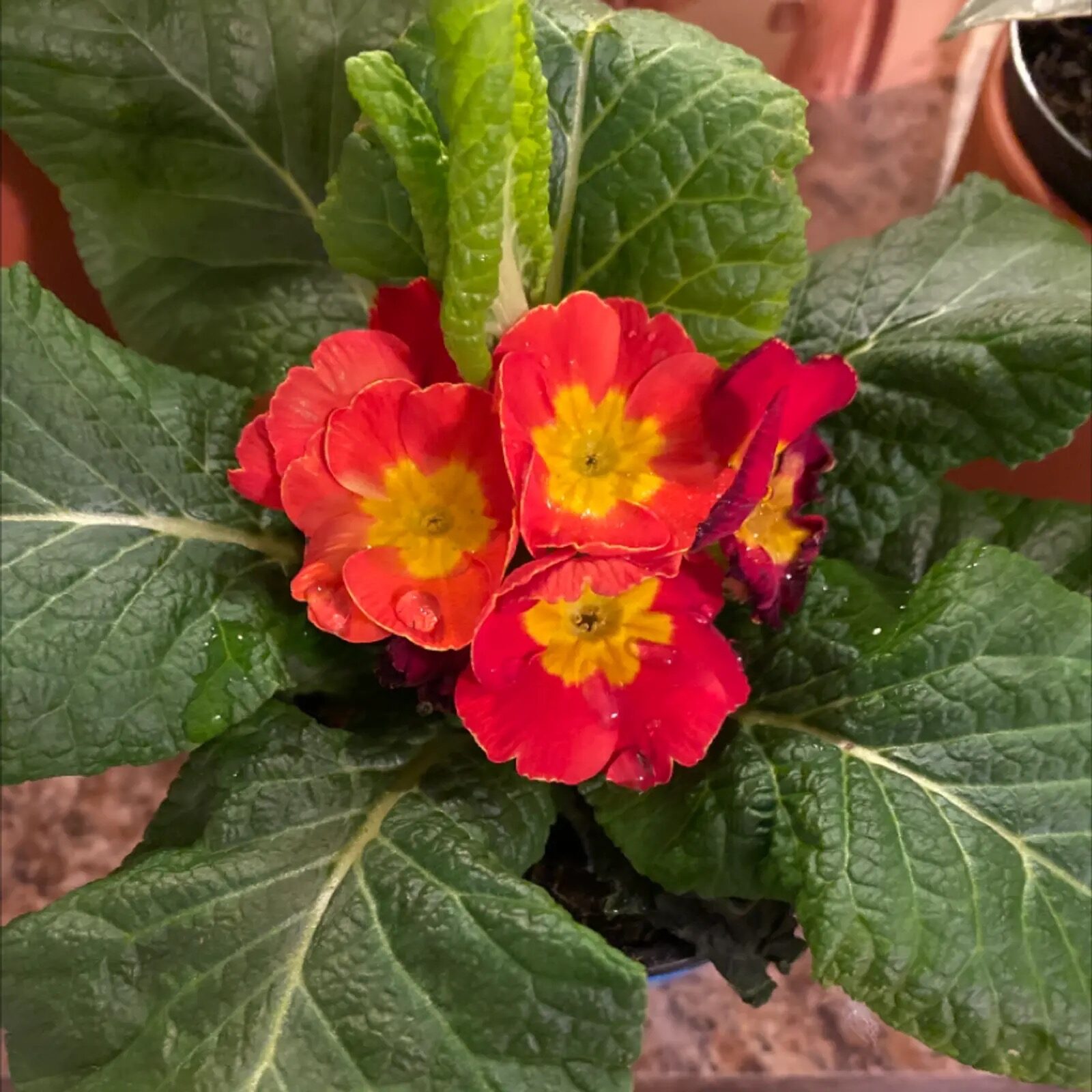 polyanthus primrose cool windowsill thermometer