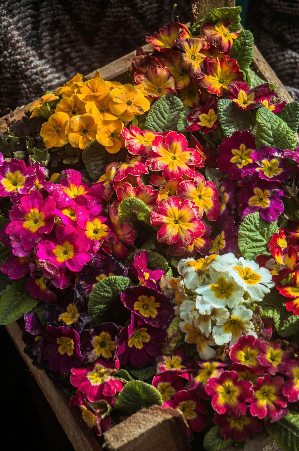 polyanthus primrose watering can
