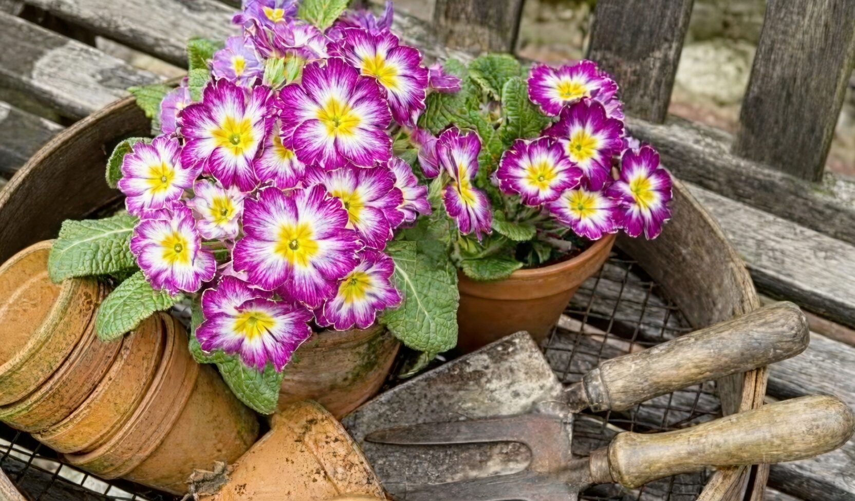 The Flower Language of Primrose: How ‘Announcing Spring’ Came to Mean Youth and Renewal