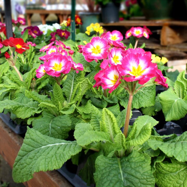 polyanthus primrose Chinese market stall