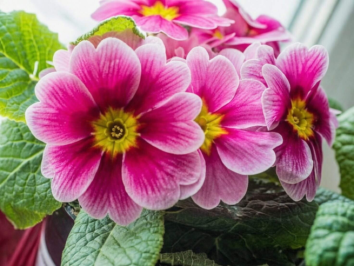 polyanthus primrose bright east window