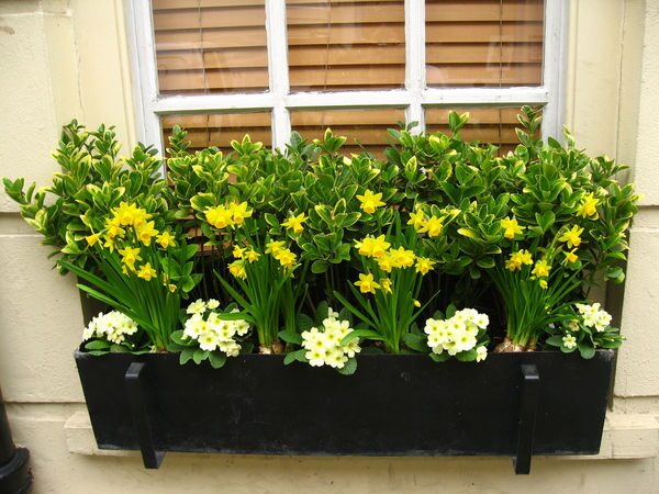 Color Therapy for Gray Winters: Style Your Windowsill with Polyanthus Primrose Palettes