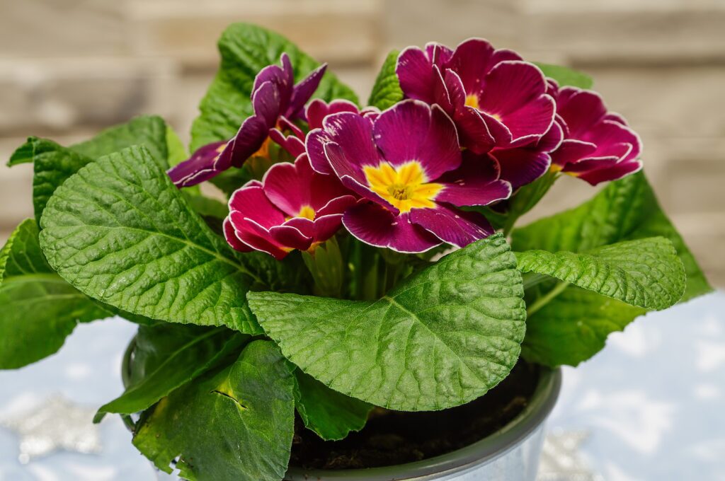 polyanthus primrose east window morning sun