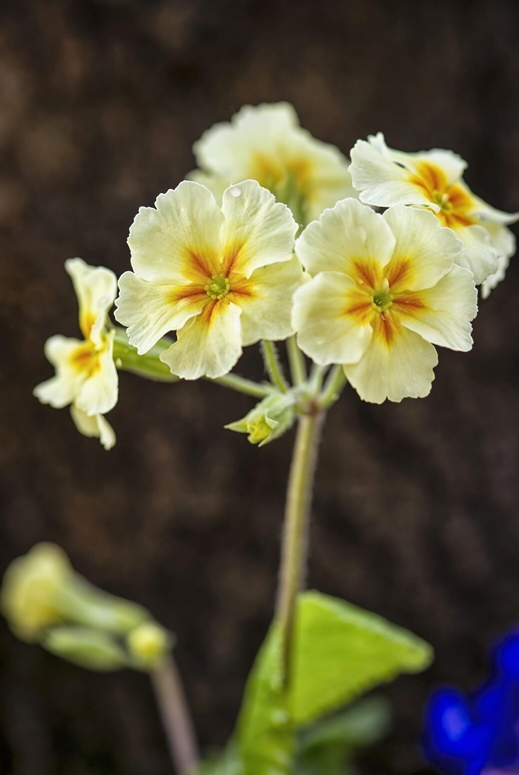polyanthus primrose gold lace bicolor trio