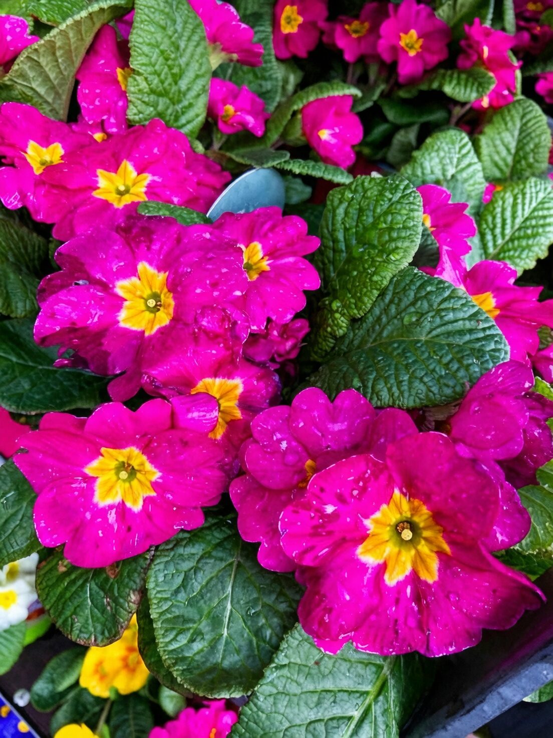 polyanthus primrose division hands