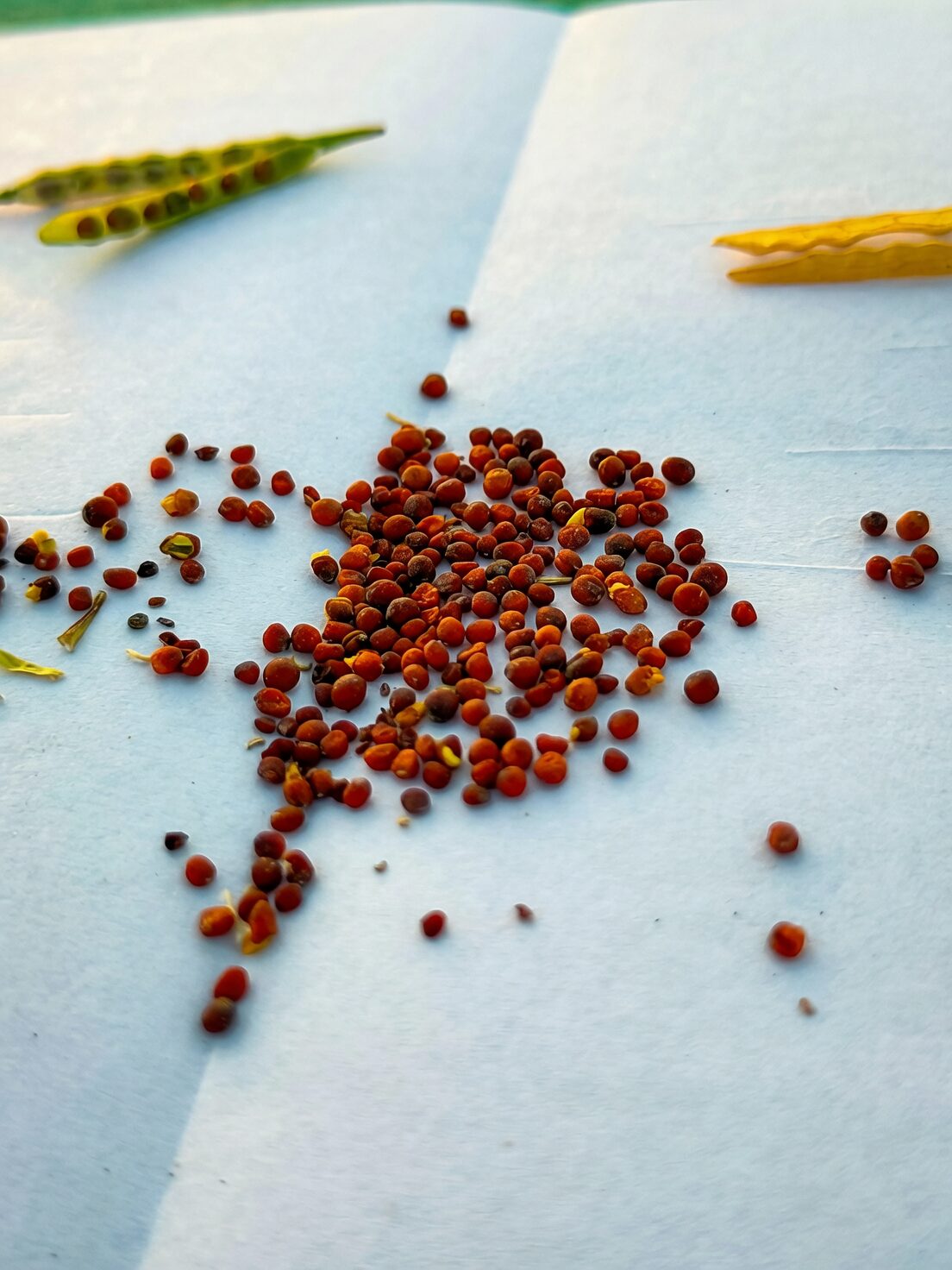 polyanthus primrose seeds surface sow