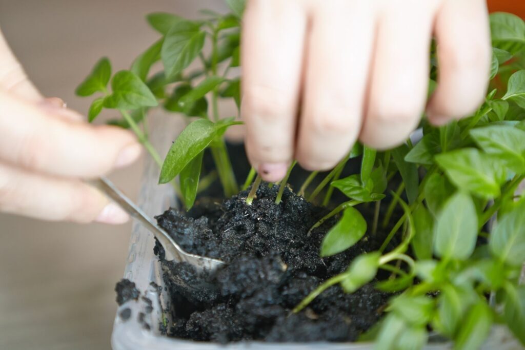 polyanthus primrose seedlings pricking out