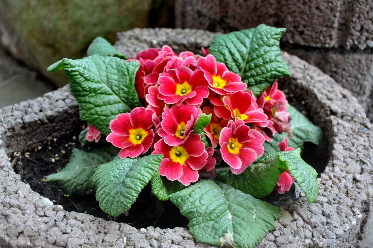 polyanthus primrose crown above soil watering