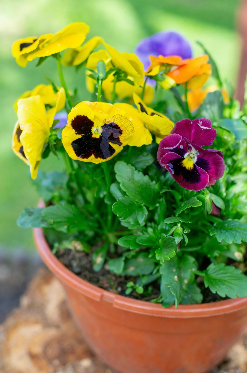 Chill-Season Dream Team: Pair Polyanthus with Pansies, Violas, and Bulbs for a 90-Day Bloom Run