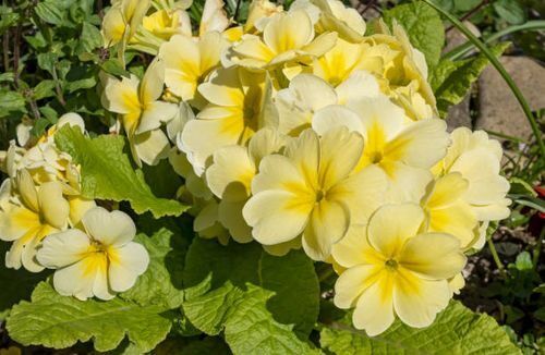 polyanthus primrose rosette close-up