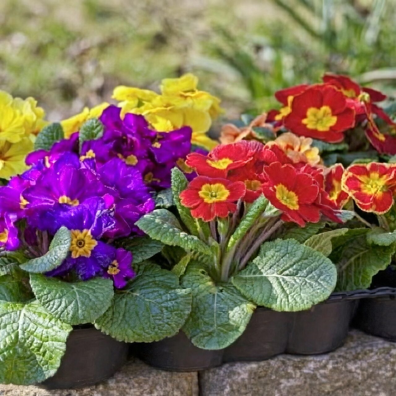 polyanthus primrose railing trough bulbs