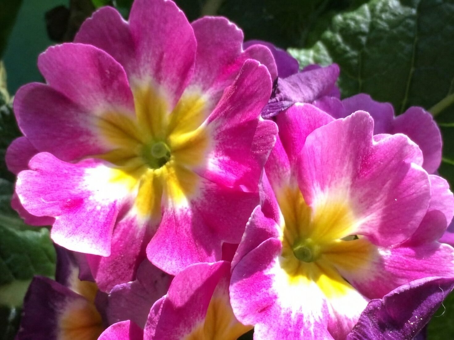polyanthus primrose woodland border hellebore