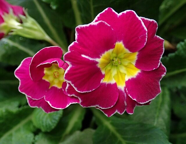 Shop Like a Grower: 7 Signs You’re Picking a Top-Quality Polyanthus Primrose
