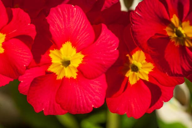 polyanthus primrose crown close up